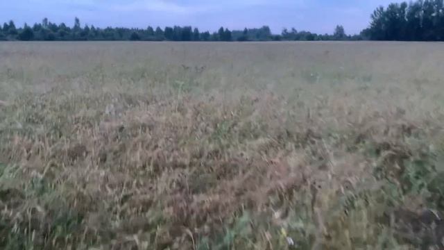 Kurzhaar W-Dago del Cakic. Quail hunting with pointing dog 2021 смотреть онлайн