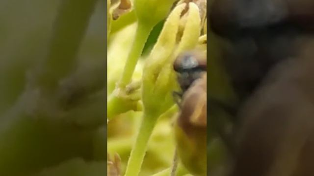 avocado flower with a pollinator(a fly) #hassavocado #fruits #naturallife #rurallife #avokado смотреть онлайн