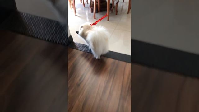Как это называется?? Это называется собака идёт!! #залипаниенапридметы #приколы #лучшее смотреть онлайн