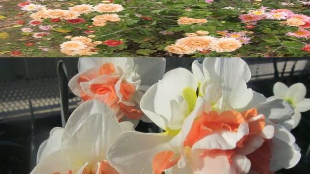 А. Дементьев "Дарите женщинам цветы" смотреть онлайн