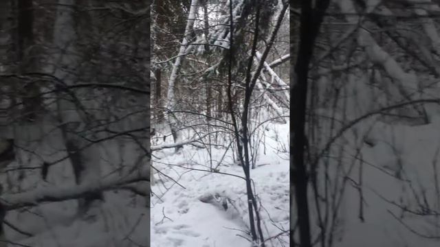 Охота с лайкой смотреть онлайн