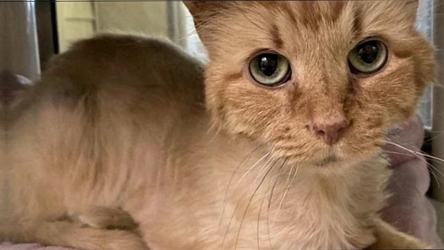 Заросший колтунами кот едва двигался.. а потом произошло невероятное! смотреть онлайн