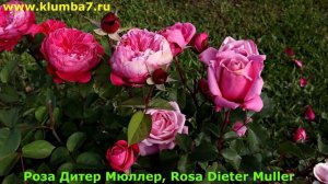 Ароматные, обильноцветущие розы! Лидеры по аромату!