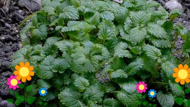 Мелисса лекарственная Свежесть (Свежесть). Краткий обзор, описание характеристик, где купить саженц смотреть онлайн