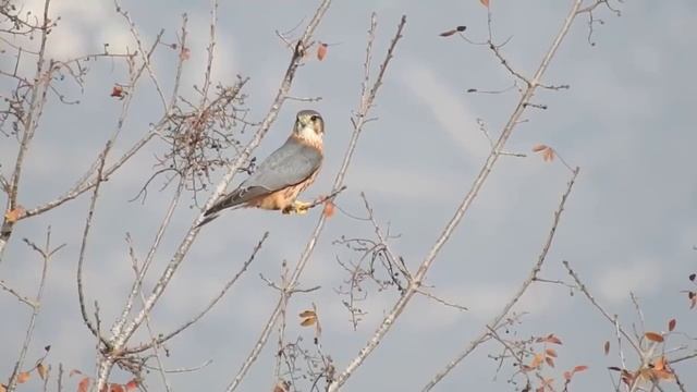 Дербник - Falco columbarius.mp4 смотреть онлайн