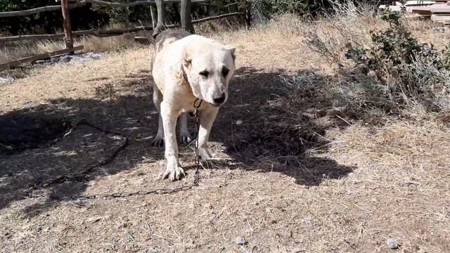 База - дочка Булата и Азы! смотреть онлайн