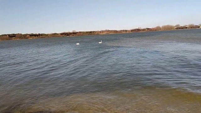 Калининградский залив и лебеди смотреть онлайн