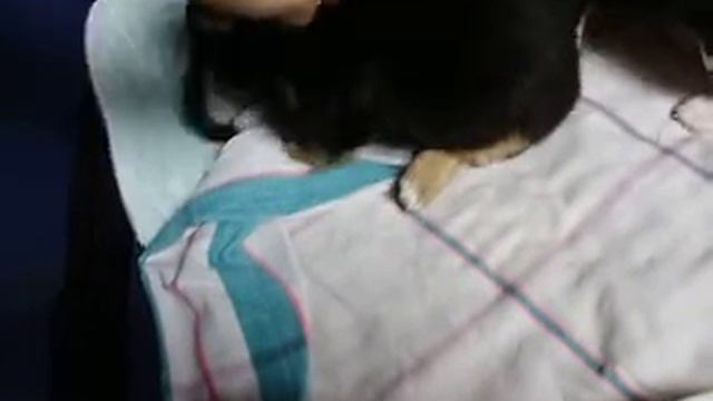 Chihuahua .AVI смотреть онлайн