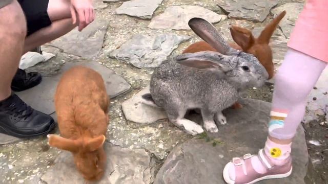 How Russians relax on Black Sea? Gelendzhik смотреть онлайн