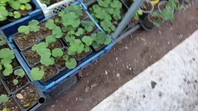 Обзор растений теплице на 22.03.2023. смотреть онлайн