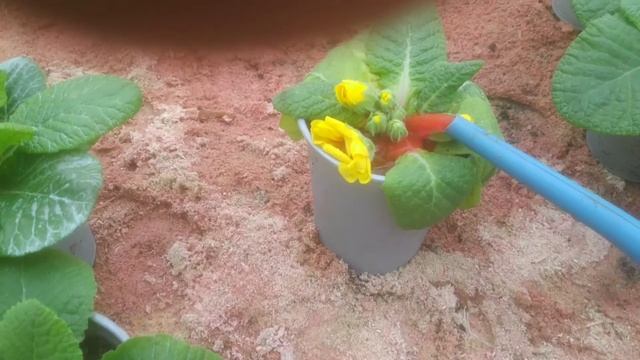 Обзор цветов 7 февраля Серая гниль Фузариоз Чума для этих растений и методы борьбы смотреть онлайн