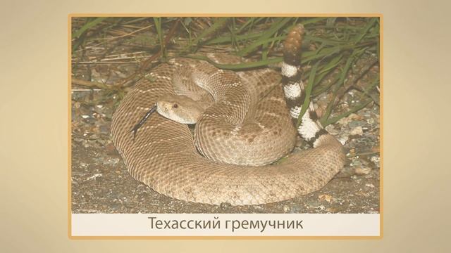 Пресмыкающиеся. Отличие пресмыкающихся от других животных. Видеоурок по окружающему миру 1 класс смотреть онлайн