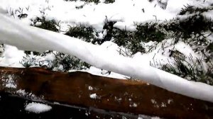 Укрытие Винограда на зиму. Кузбасс. Сибирь.