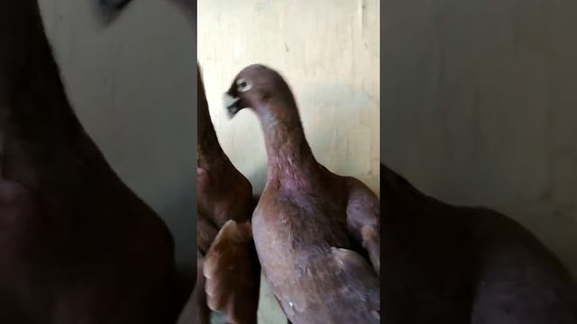 Голуби - Москва : русская почта различной масти, кт 8 903 717-23-63. смотреть онлайн