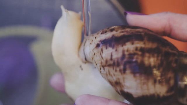 Улиточки Ахатины