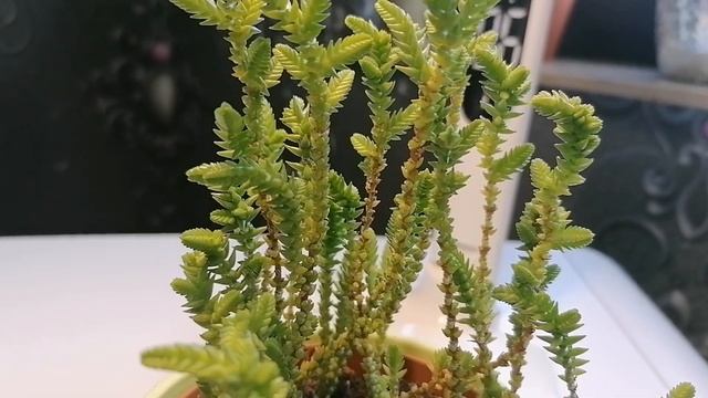 @user-ue3qo2hu1s Необычное украшение вашего дома — Толстянка Плауновидная. Уход и содержание! смотреть онлайн