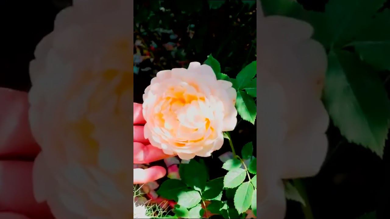 Роза Грэхам Томас Graham Thomas смотреть онлайн