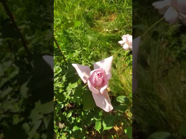 Розы смотреть онлайн