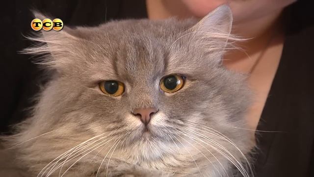 Породистые кошки в приюте смотреть онлайн