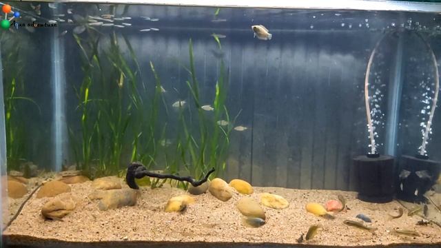 How to Setup only SAND Substrate Planted aquarium | Biotope Tank Setup | Aqua adventure | смотреть онлайн