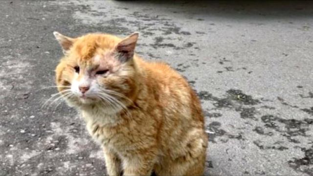 Уличный кот-одиночка Боб сам пришел к людям за помощью смотреть онлайн