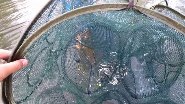 ЛОВЛЯ НА МИКРО РЕЧКЕ РАКОЛОВКОЙ-ВЕРШЕЙ.Часть 1 смотреть онлайн