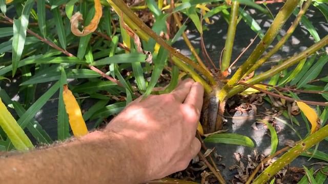 Schwerin's Willow смотреть онлайн
