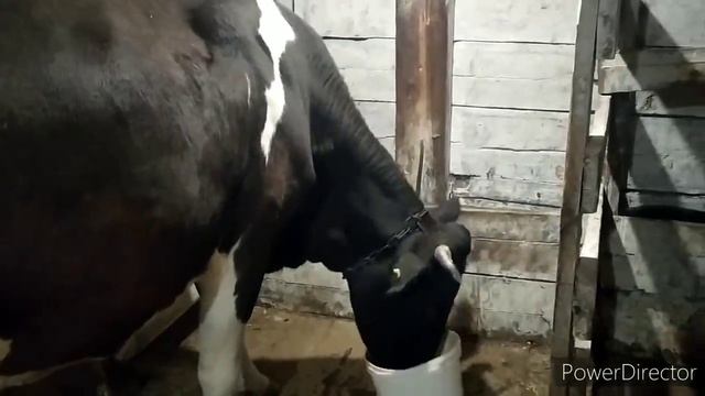 ЧУЖОЕ СТАДО КОРОВ ДЛЯ МЕНЯ ПРОБЛЕМЫ смотреть онлайн