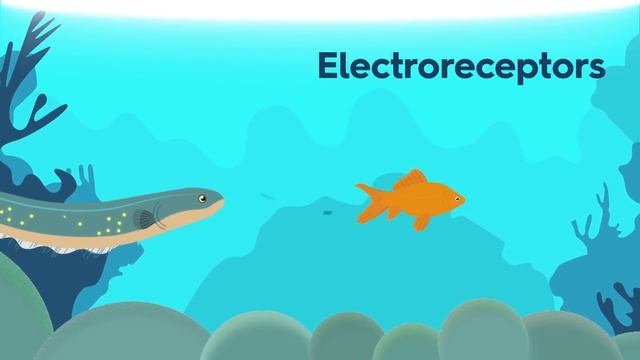 Edu: Как рыбы производят электричество смотреть онлайн