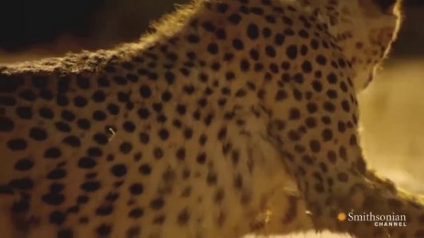 Cheetah - Chase Compilation