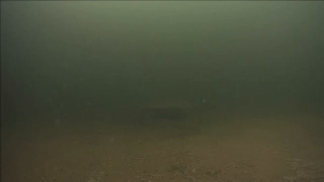 Зимует ли осетр в дачном пруду?Ура! смотреть онлайн