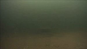 Зимует ли осетр в дачном пруду?Ура!