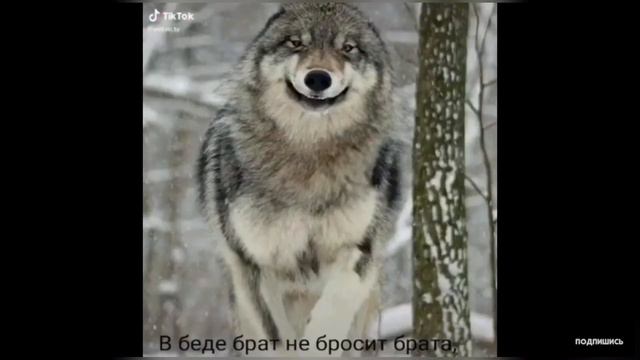 ВОЛЧЬИ ЦИТАТЫ/ ВСЯ МУДРОСТЬ В 11 МИНУТНОМ ВИДОСЕ#1 смотреть онлайн