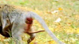 Billion Pitiful !! Adorable Jane Baby Judy Macaque Wildlife Trying Hard Finding Food To Eat , They