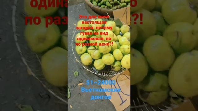 Это Вьтнам и интереснейшая загадка: почему гуава выглядит одинаково... А цена разная?! смотреть онлайн