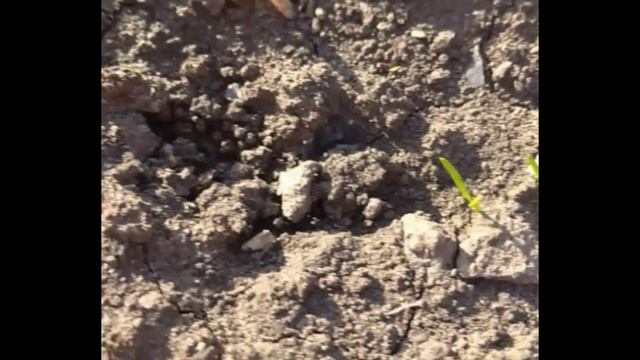 Секрет прополки моркови