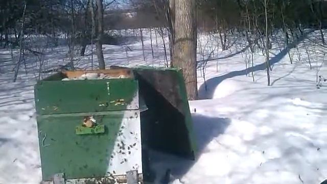 Зимовка пчёл. Пчёлы зимой. смотреть онлайн