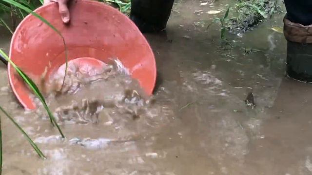 Gold pan Deepsees, Steel and Terracottas color. смотреть онлайн