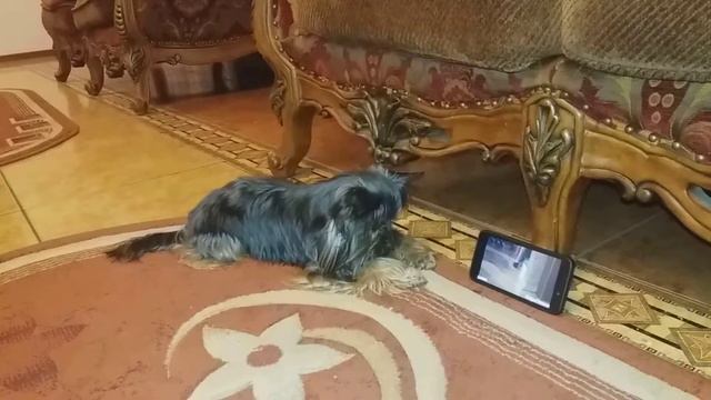 18 грудня 2017 р. смотреть онлайн