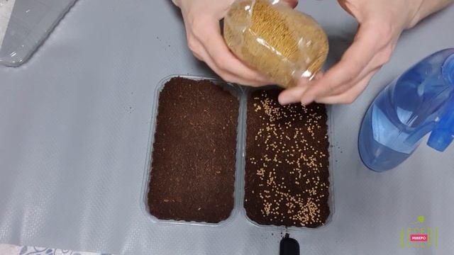 Как купить семена микрозелени в 9 РАЗ ДЕШЕВЛЕ! смотреть онлайн