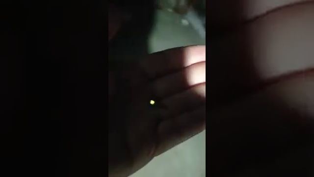 Уникальное насекомое светлячок. смотреть онлайн