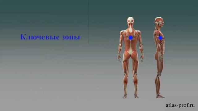 Смещение атланта (подвывих) - что это такое и к чему приводит? смотреть онлайн