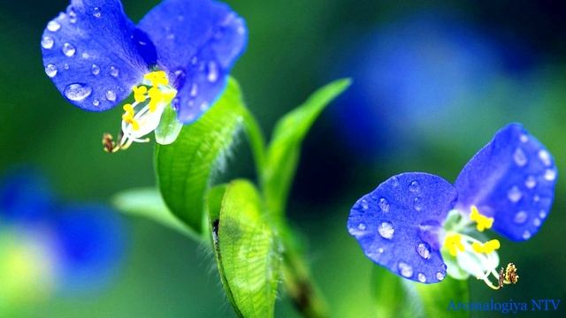 Лечебная музыка Баха ? Снимает Стресс, Напряжение. Успокаивает. смотреть онлайн