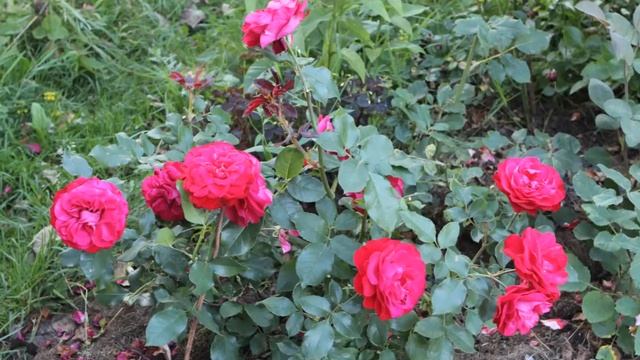 ФОТО РОЗ Август 20 21, 2017 смотреть онлайн