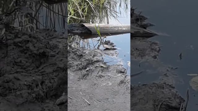 Уж ест рыбу!!! Неожиданный гость на рыбалке!!! смотреть онлайн