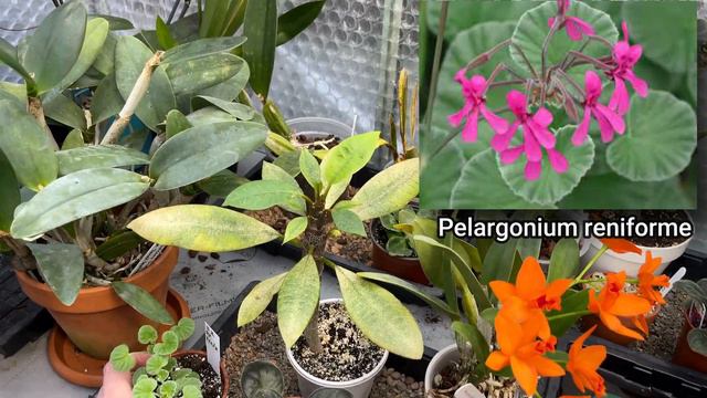 EXCITING GREENHOUSE DEVELOPMENTS IN APRIL: WHAT'S NEW? (PART 1/2) смотреть онлайн