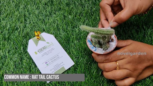 Unboxing Online Bought Live Plants | EDENSfield Anniversary Offer Sale | vid # 113 смотреть онлайн