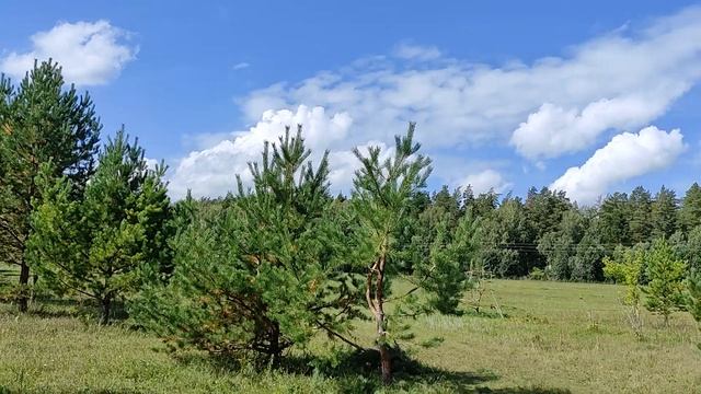 Санитарная обрезка сосны обыкновенной и заготовка под формировку Ниваки. Сентябрь 2023 смотреть онлайн