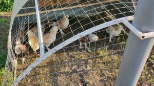 Куриный трактор, полный обзор готовой версии.