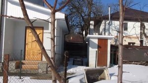 Обрезка трёхлетнего абрикоса